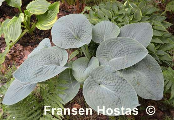 Hosta Moscow Blue